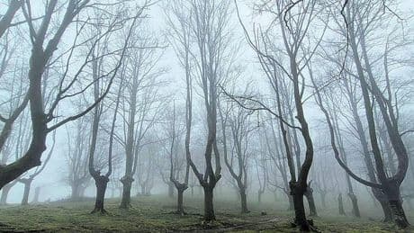 Un paraíso bajo la niebla