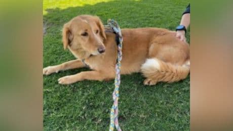‘Just incredible’: Missing rescue pup found after 36 days roaming U.K. alone