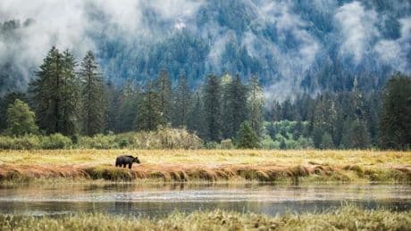 In a Canadian region tourists often miss, I went in search of grizzly bears