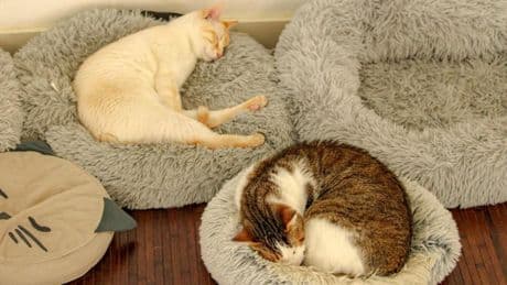 Entre tazas de café y maullidos, la forma distinta de adoptar un gato que llegó de Japón y Corea