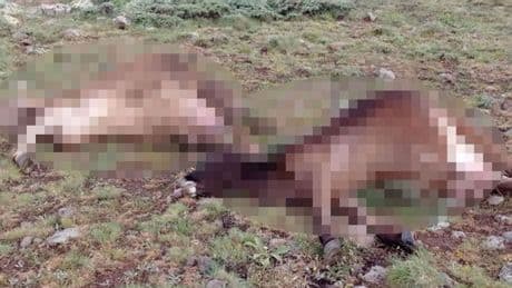 Sivas'ta büyükbaş hayvanlara yıldırım isabet etti