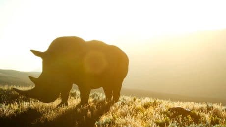 Strahlung für den Artenschutz - Dieses Nashorn ist radioaktiv