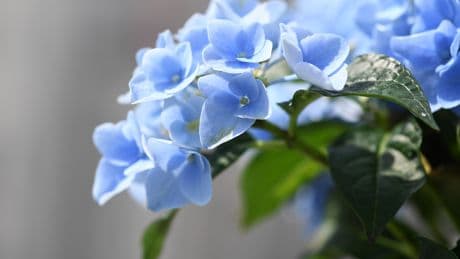 Schöner Garten: So behalten blaue Hortensien ihre Farbe