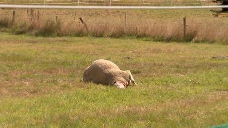 ’Wolf’ bijt drie schapen dood in Limburg: dier is afgeschoten