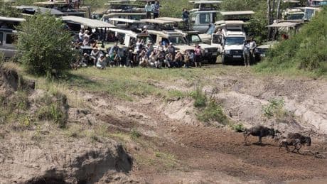 How The Serengeti Safari Scandal Exposes Deeper Issues In Africa's Wildlife Tourism