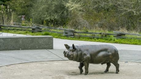 La guerra del cochino anglo-irlandés que invadió EE UU