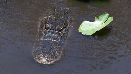 Alligator horror as woman pulled from canoe and mauled her to death in front of husband