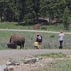 Toddler-wielding Yellowstone tourists do most idiotic thing imaginable upon seeing 1,000 pound BISON