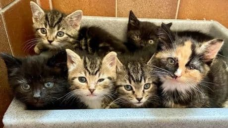 Six kittens dumped in rubbish tip named after Friends TV characters
