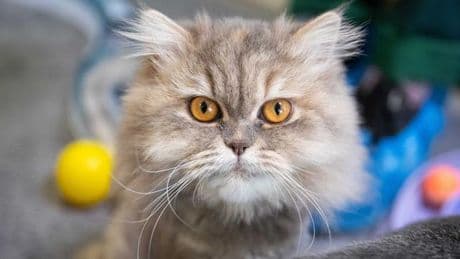 Tag der offenen Tür: Tierheim hat dieses Jahr schon rund 1.460 Tiere aufgenommen