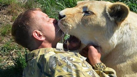 'Lion whisperer' fighting for life after he's attacked by big cat he fought to save