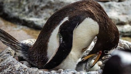 Edinburgh Zoo welcomes first penguin chicks of the year in new photos