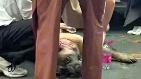 Loano, il cane resta chiuso in auto. Milite lo salva con la rianimazione