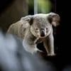 Jaar na komst koala's naar Nederland voor het eerst een baby geboren