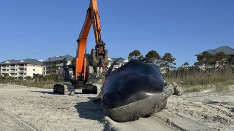 Beached whale is euthanized on South Carolina resort island
