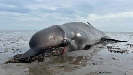 Nach Rettungsversuchen: Wal auf Sylt erschossen