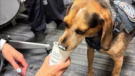 Man who kicked adorable airport sniffer dog into the air is punished