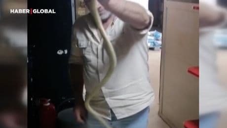 İş yerine giren 2 metrelik yılanı yakaladı, "Kanka" diye hitap edip boynuna doladı