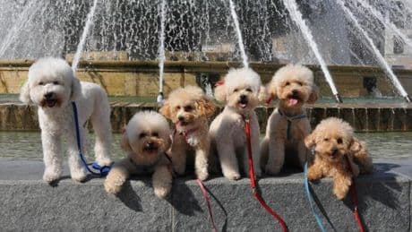 Genova, al via il servizio di dog-sitting nei musei civici | L’elenco delle strutture