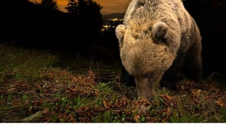 Braunbären in den Alpen breiten sich aus: Aktionsplan soll für Sicherheit sorgen