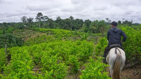 La Colombie, florissant berceau du trafic international de cocaïne