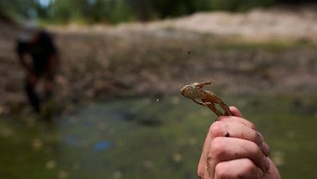 Photos of red-legged frog, which conservationists are working to restore to its California habitat