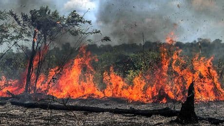 Brasilien hat Naturgebiete so groß wie die halbe Waldfläche Europas verloren