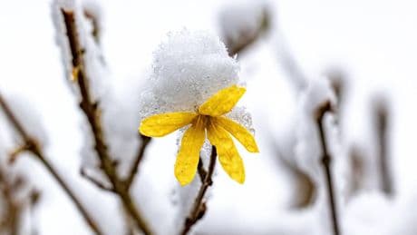 Meteorologie: Eisheilige 2025: Was das Phänomen bedeutet und warum es gefürchtet wird