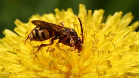 Wie lange gibt es schon Bienen? Ihre Evolution überrascht