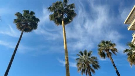 Festival de Cannes: un palmier en or pour les 70 ans de la Palme