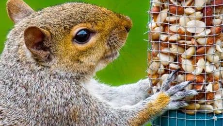 Exactly how gardeners can stop squirrels eating their bird food - top tips