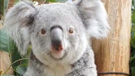 Nederlandse primeur: koala geboren in Ouwehands Dierenpark