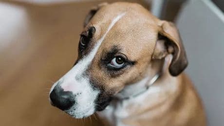 Dog gets run over multiple times but then something truly amazing happens