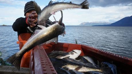 Chile's Indigenous fishermen say the salmon industry threatens their way of life