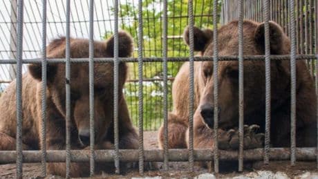 'A great honour': Scottish airport helps two brown bears reach sanctuary