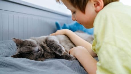 50 Euro pro Haustier? Das steckt wirklich hinter dem Katzensteuer-Gerücht