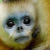 The battle to save China's rare snub-nosed monkey