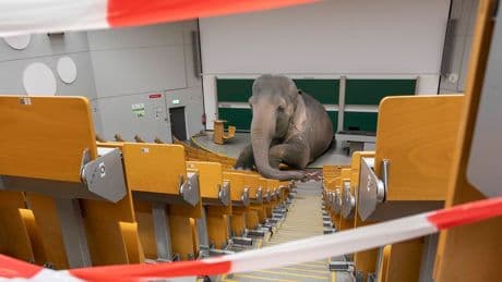 Akademia | Die große Angst der deutschen Universitäten