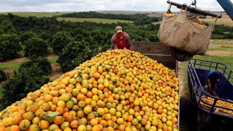 ‘Politieke’ heffingen van Trump wekken zorg Braziliaanse fruitverkopers. ‘We blijven met een enorm overschot zitten’