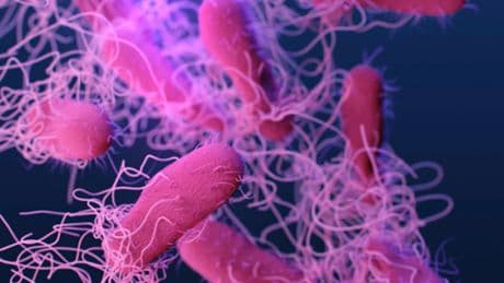 ABD’de salmonella alarmı!