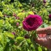 Tomates, fruits, fleurs… Le jardin prend ses quartiers d’été : posez vos questions à notre expert