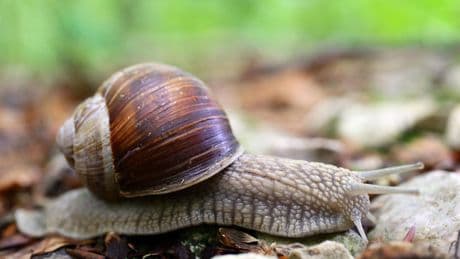 Tiger- und Weinbergschnecke: nützlich im Garten