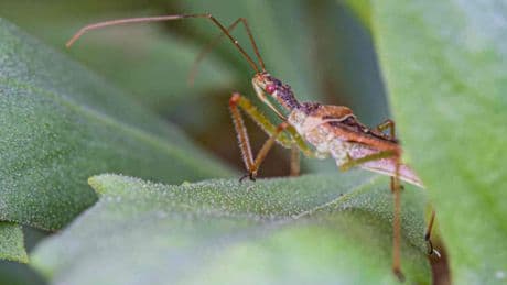 Zelus Renardii, la cimice assassina arriva in Italia: come riconoscerla, perché è utile e quando può diventare pericolosa