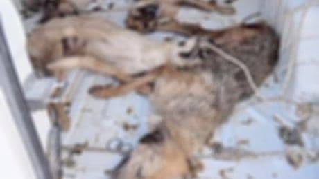 Dikili Belediyesinde hayvan naklinde ihmal: Kapalı araçta taşınan 4 köpek havasızlıktan öldü