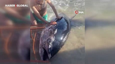 Çeşme'de 5 kişi kıyıya yakın gördükleri orkinosu sandalye ile tutmaya çalıştı
