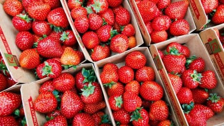 Landwirtschaft: Mini-Ernten bei Erdbeeren und Spargel