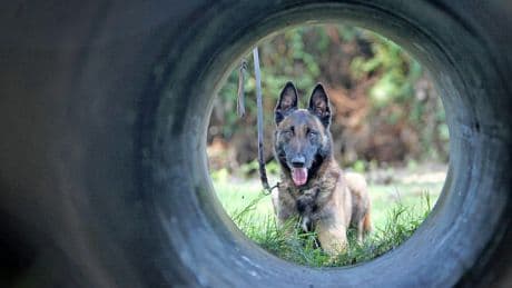 Tierhilfe in Offenbach: Mit dem Blasrohr gegen aggressive Hunde