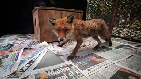 In London, the fox has its own ambulance service when it needs help