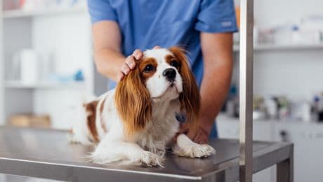 Schutz oder Kostenfalle? Wann sich eine Tierkrankenversicherung wirklich rechnet