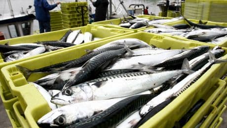 La UE acuerda con el Reino Unido que pescadores comunitarios puedan faenar en aguas británicas durante 12 años